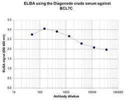 BCL7C Rabbit anti-Human, Polyclonal, Novus Biologicals 25 &mu;g | Buy Online | Novus Biologicals | Fisher Scientific